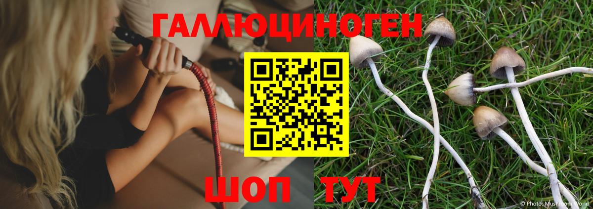 Псилоцибиновые грибы Psilocybe Коркино